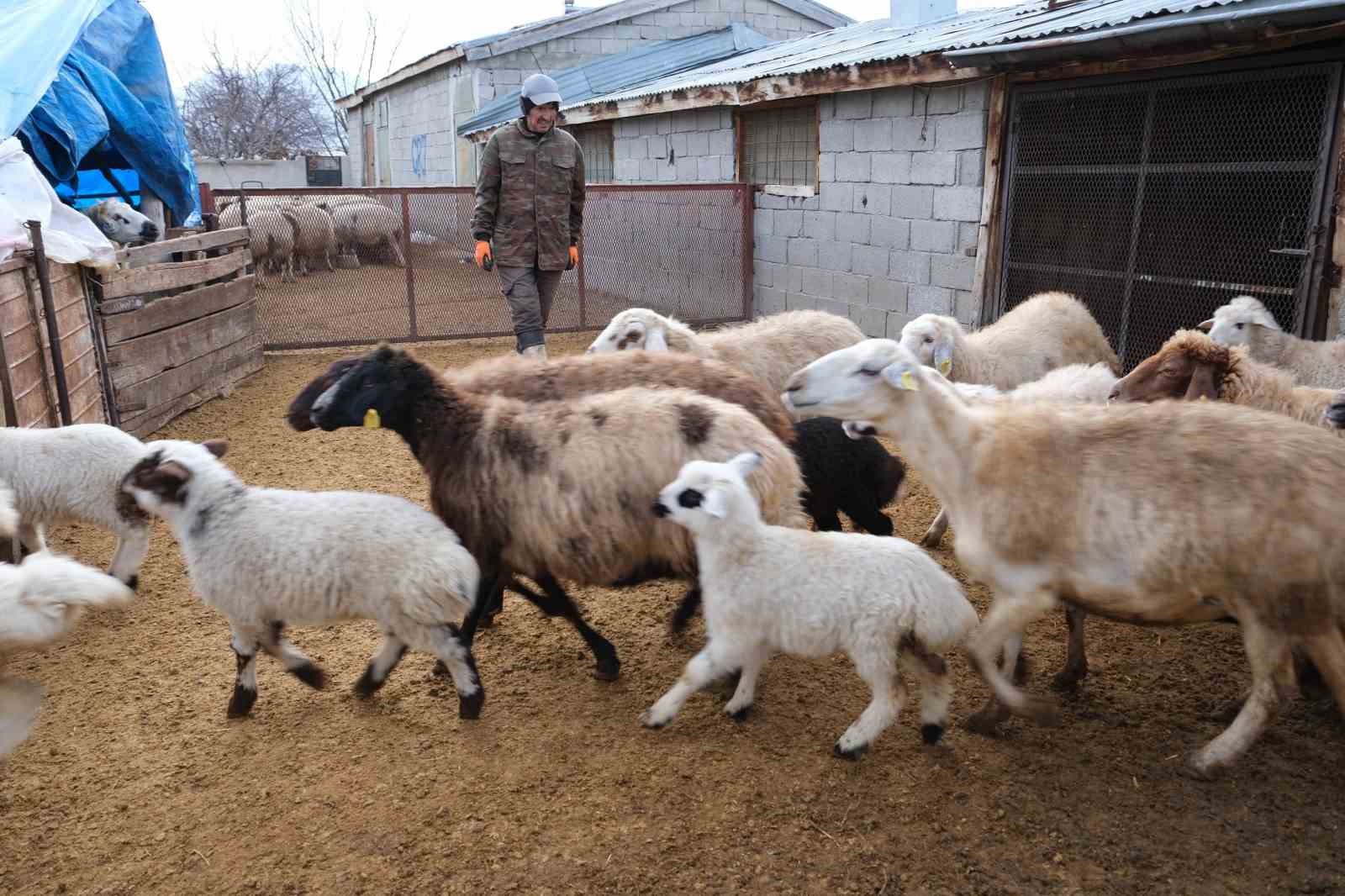 Erzincan’da yılın son kuzuları üreticilerin yüzünü güldürdü