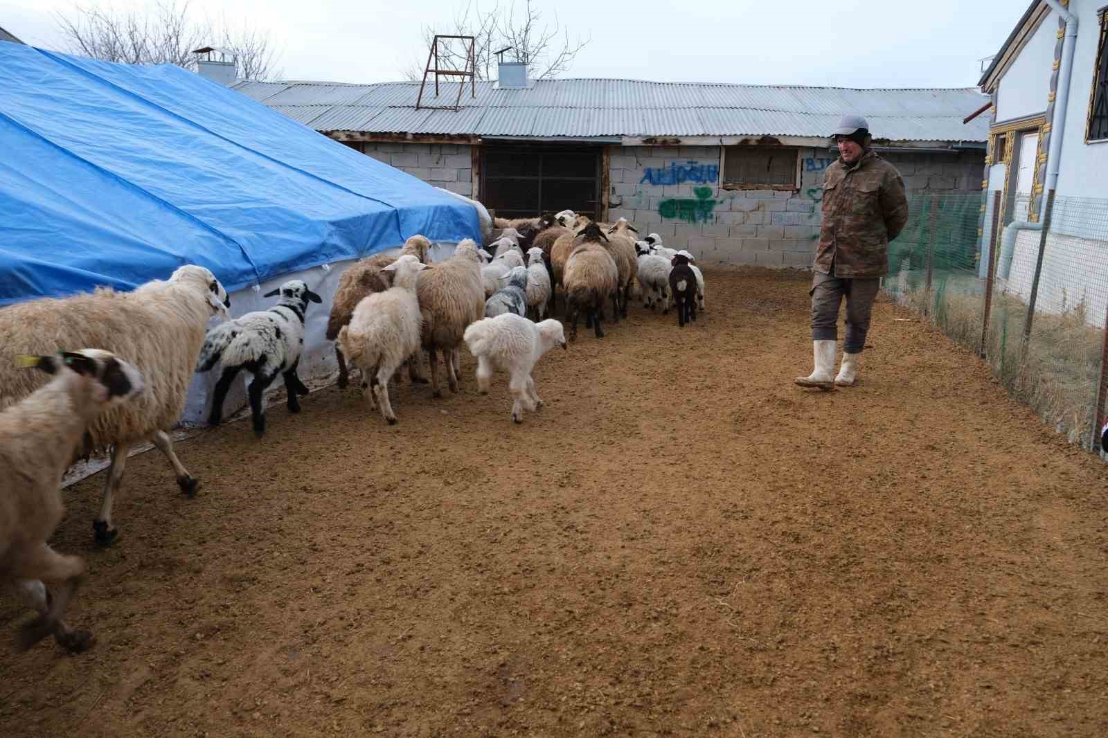 Erzincan’da yılın son kuzuları üreticilerin yüzünü güldürdü