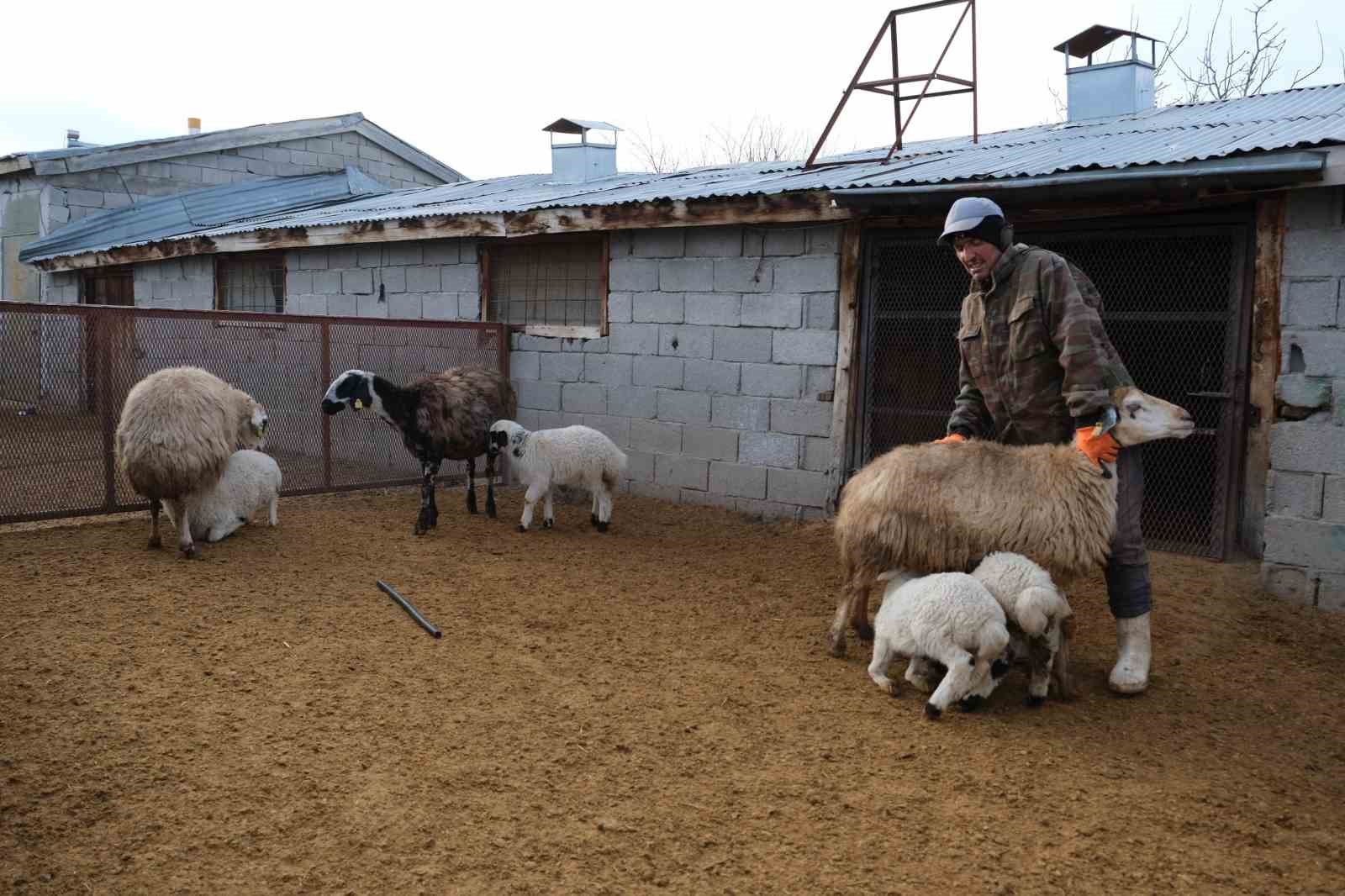 Erzincan’da yılın son kuzuları üreticilerin yüzünü güldürdü