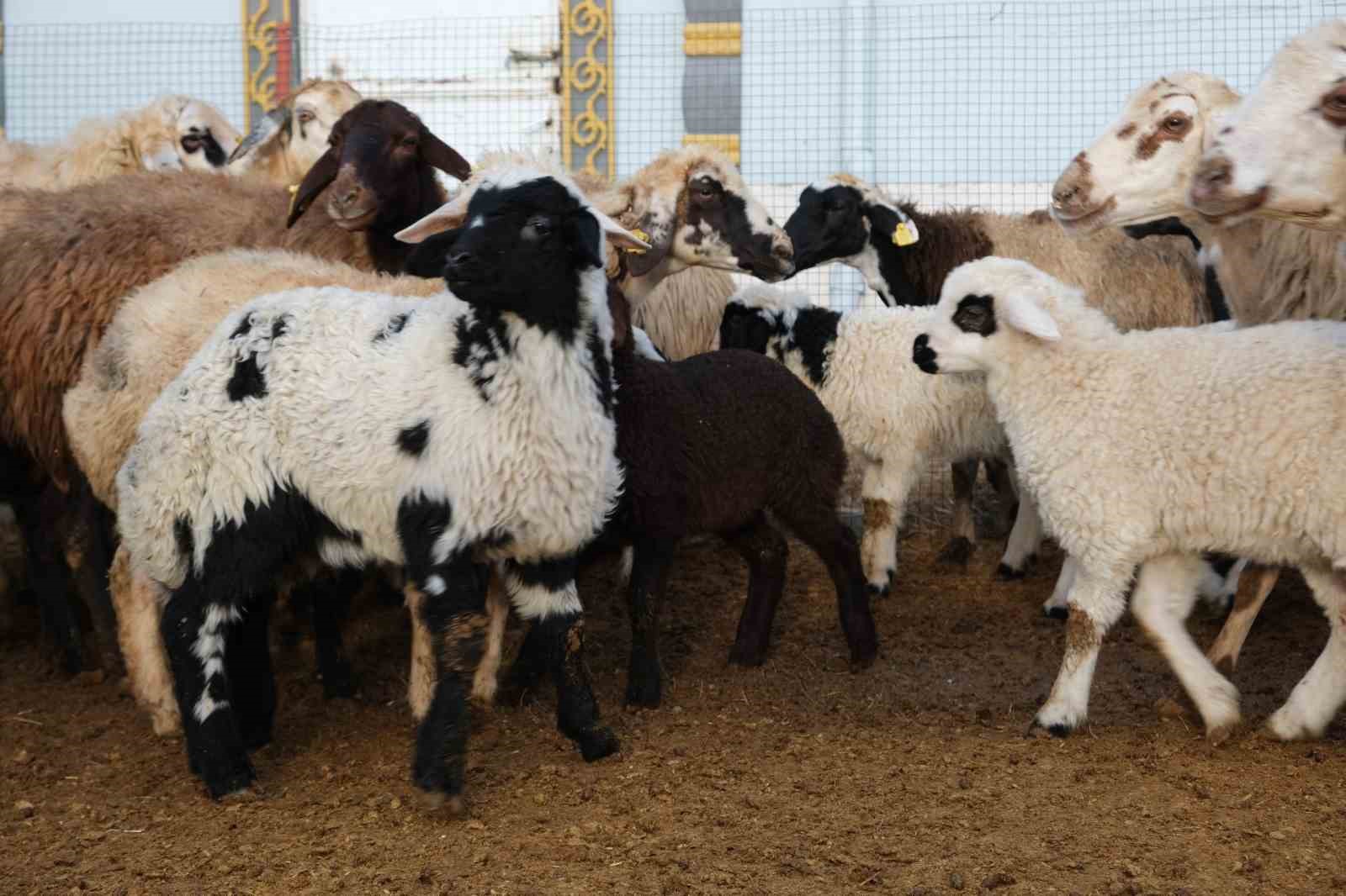 Erzincan’da yılın son kuzuları üreticilerin yüzünü güldürdü