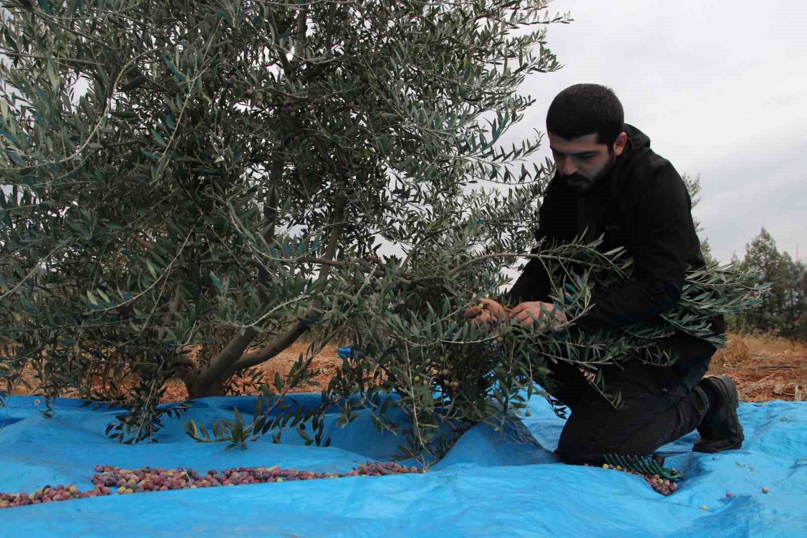 Mayıslar Mahallesi’nde soğuk havaya rağmen 300 kilo zeytin zeytin hasat edildi