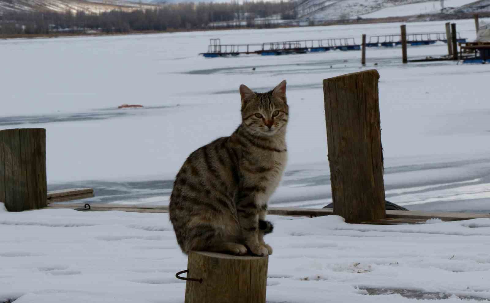 Erzincan’da şelaleler, göletler buz tuttu