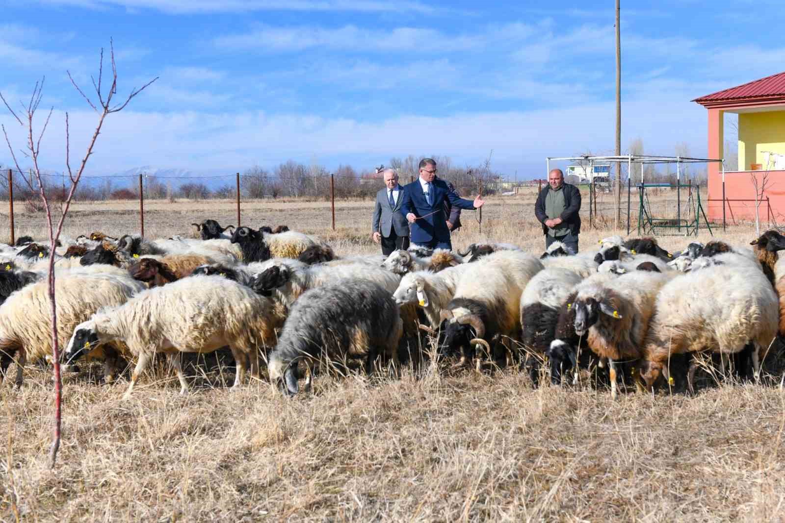 Van’da koyunculuk projesi başarıyla devam ediyor