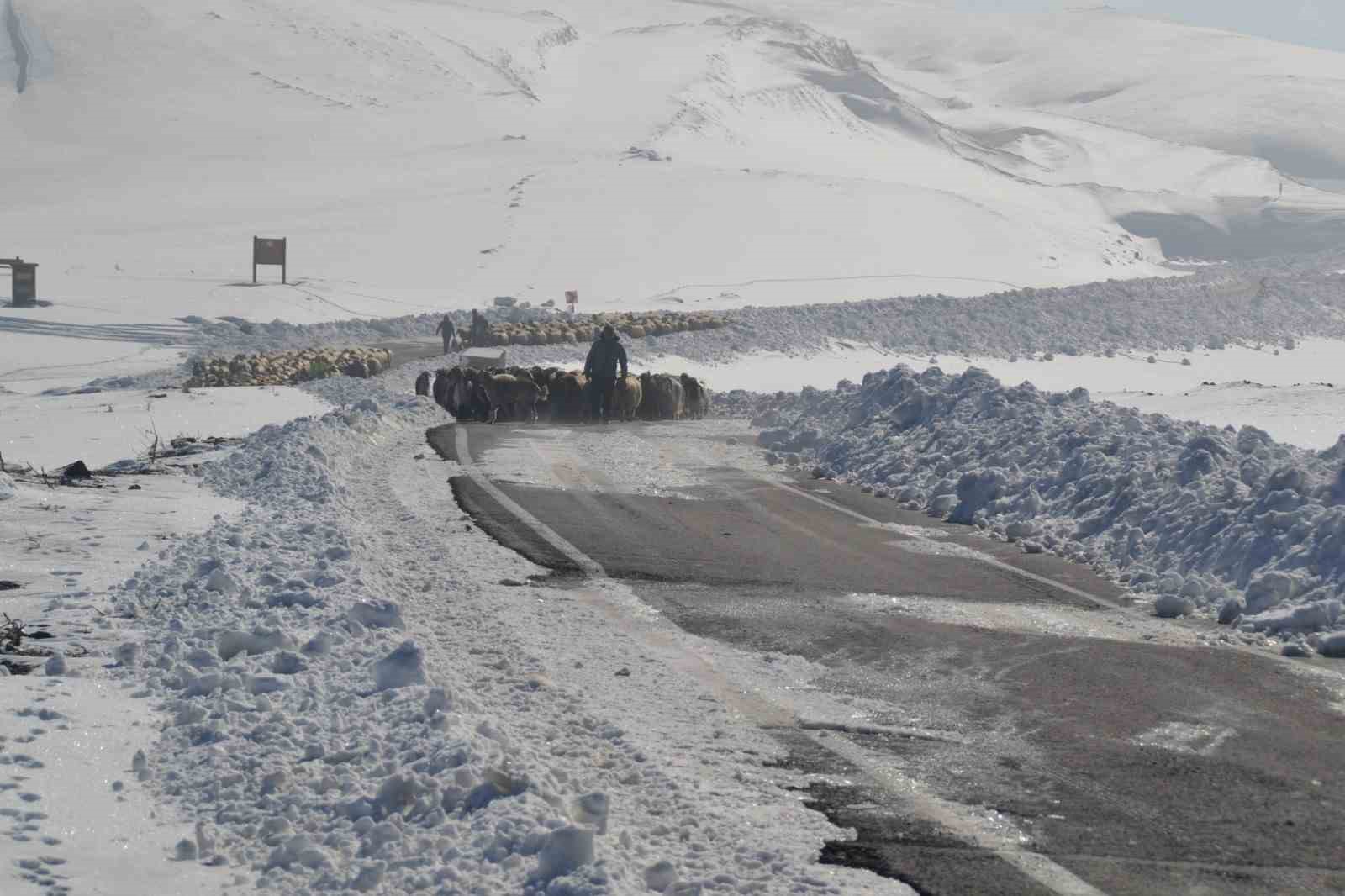 Muş’ta 2 bin koyun mahsur kaldı