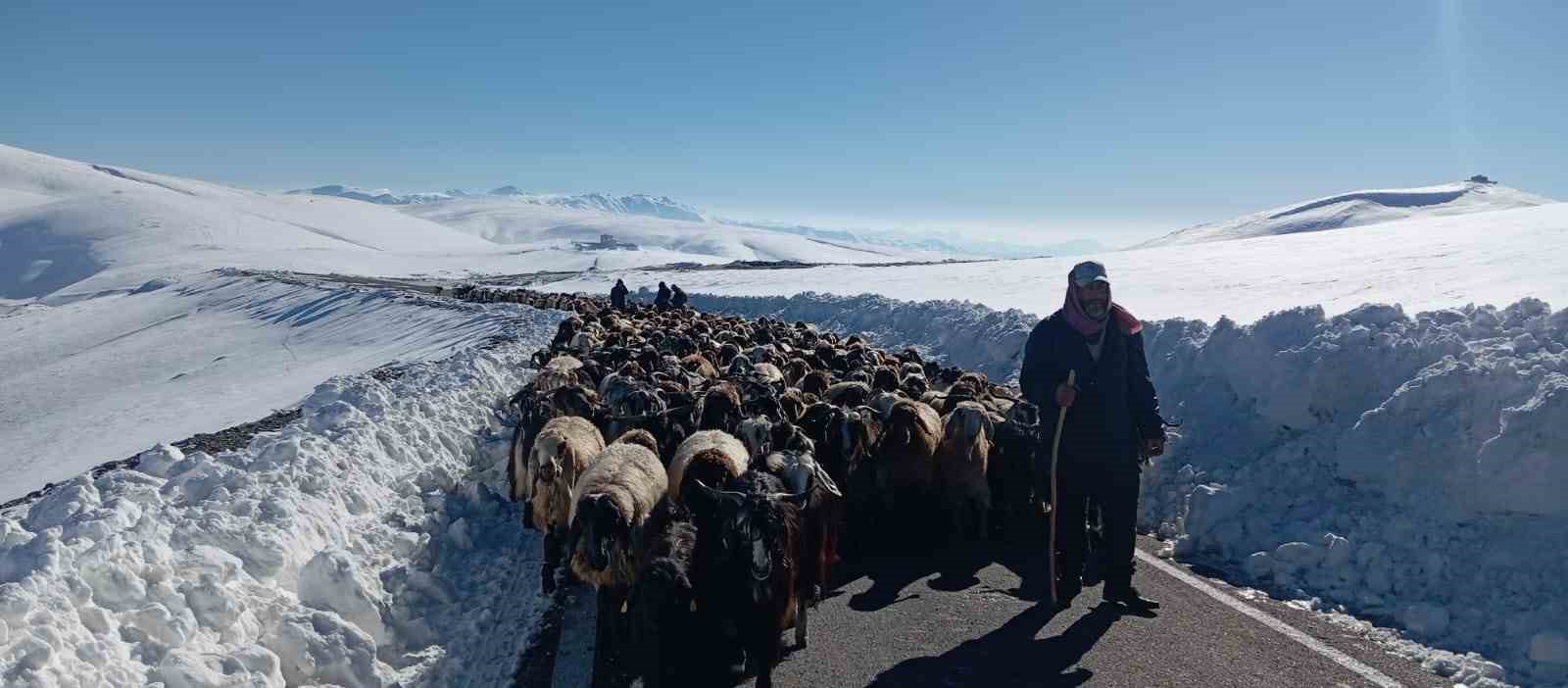 Muş’ta 2 bin koyun mahsur kaldı