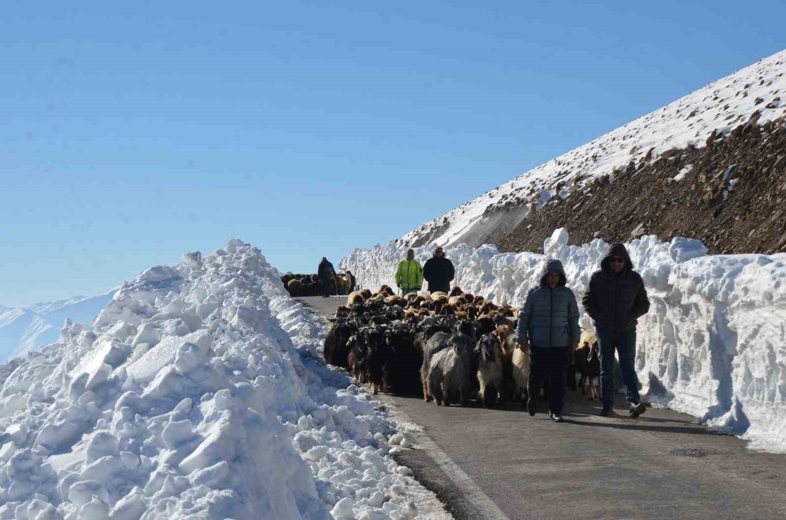 Muş’ta 2 bin koyun mahsur kaldı