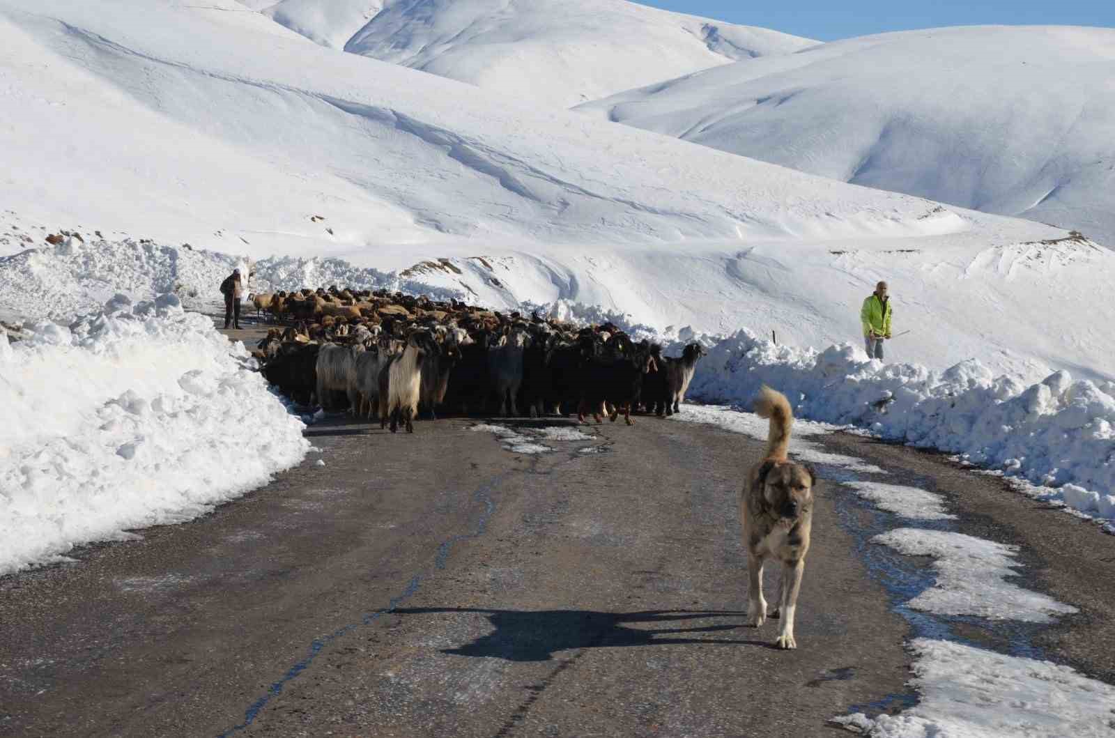 Muş’ta 2 bin koyun mahsur kaldı