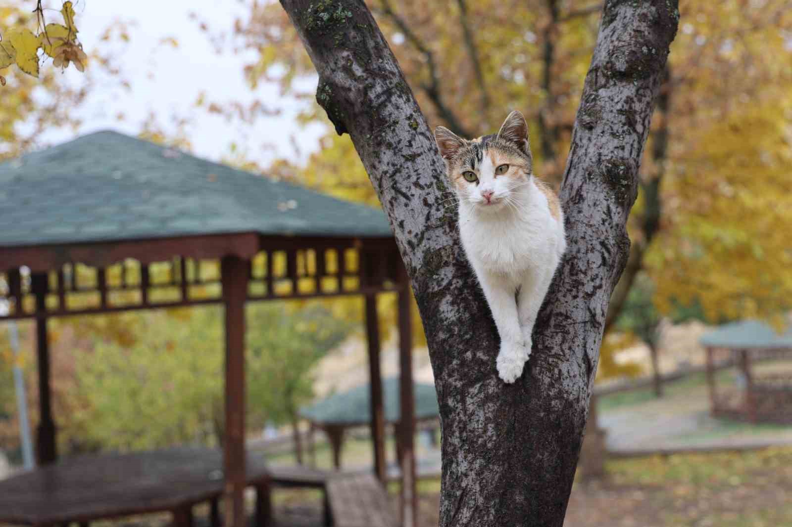 Medeniyetler beşiği Harput’ta ’kedili’ manzaralar