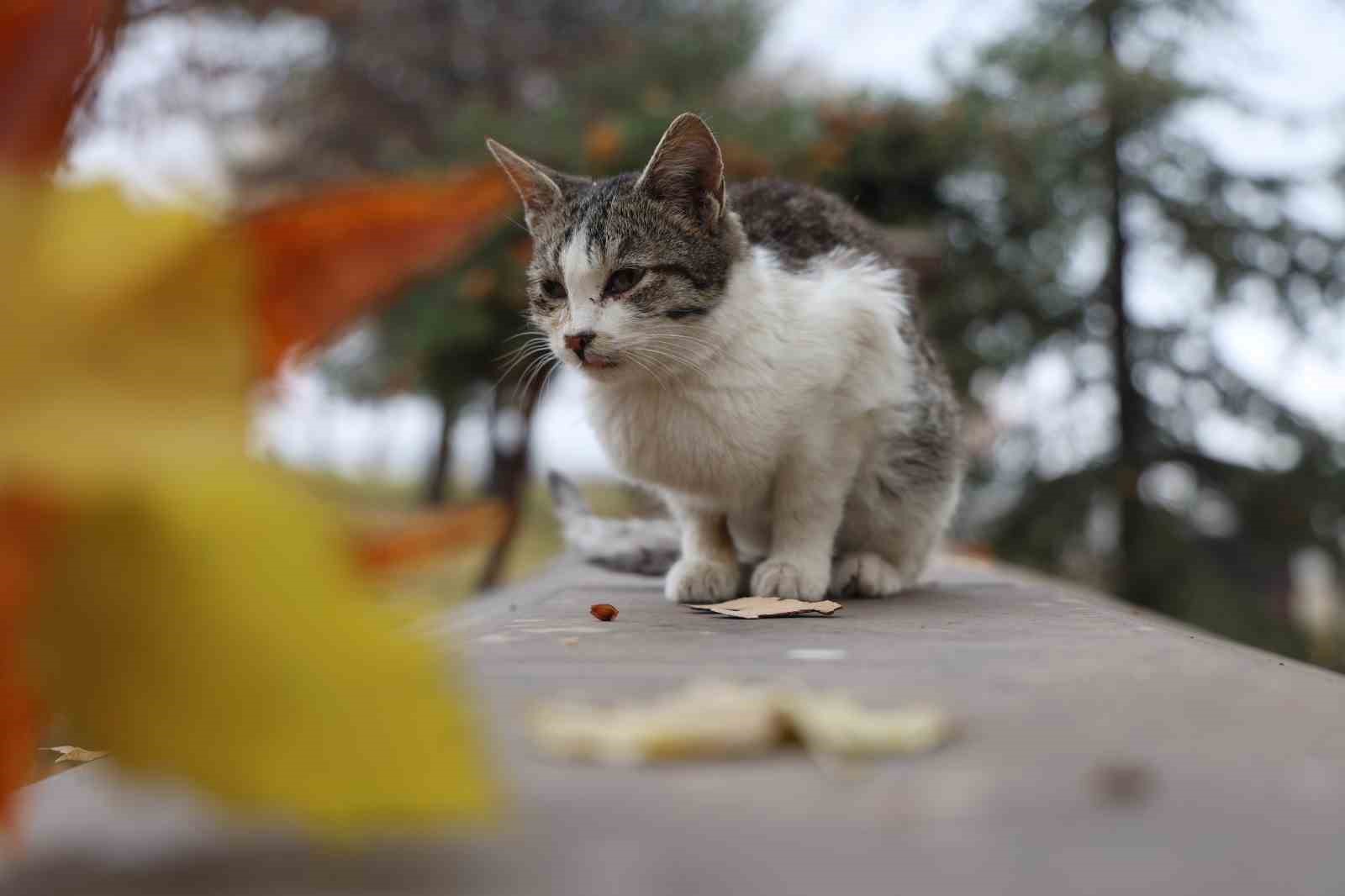 Medeniyetler beşiği Harput’ta ’kedili’ manzaralar