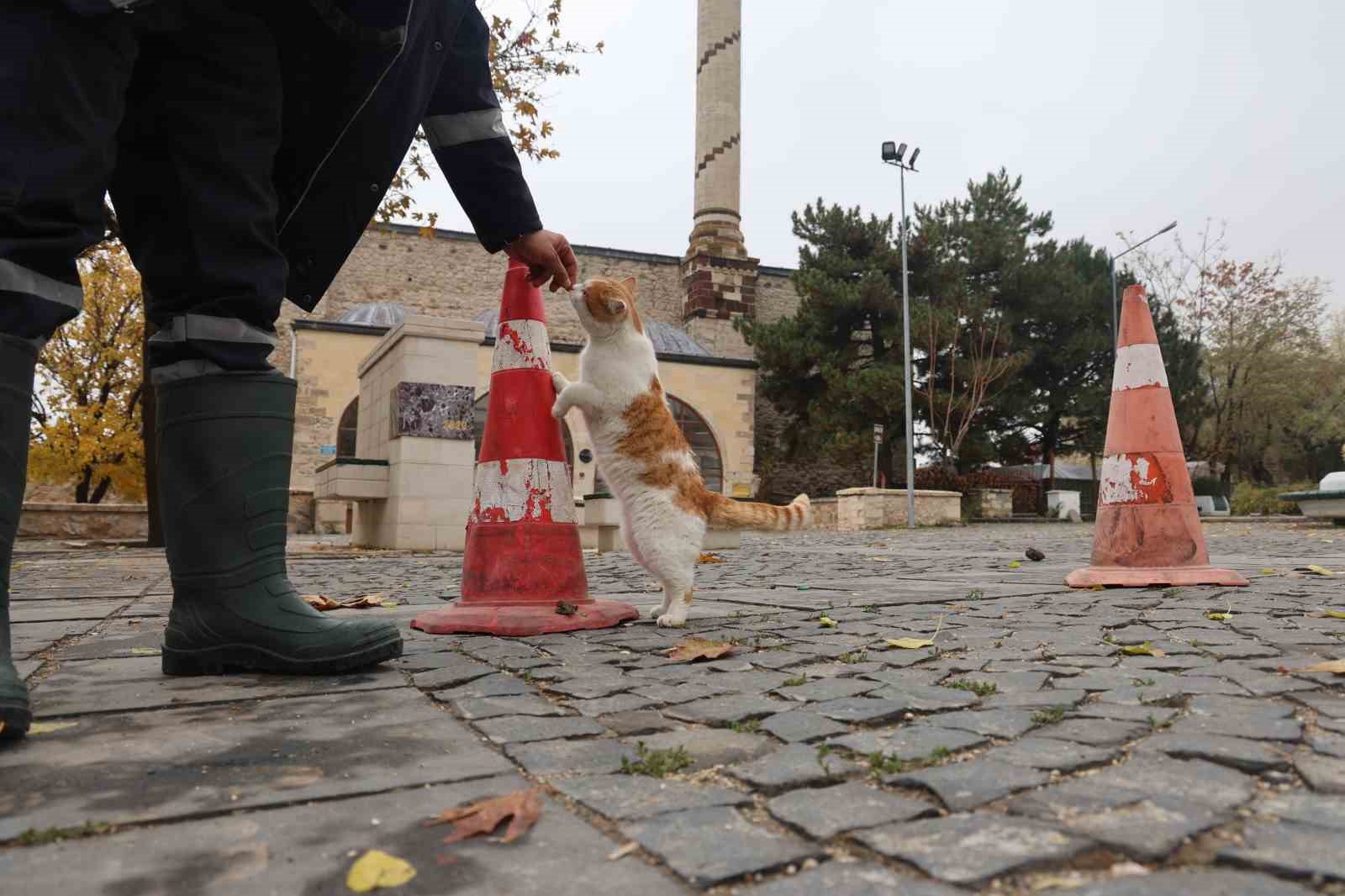 Medeniyetler beşiği Harput’ta ’kedili’ manzaralar