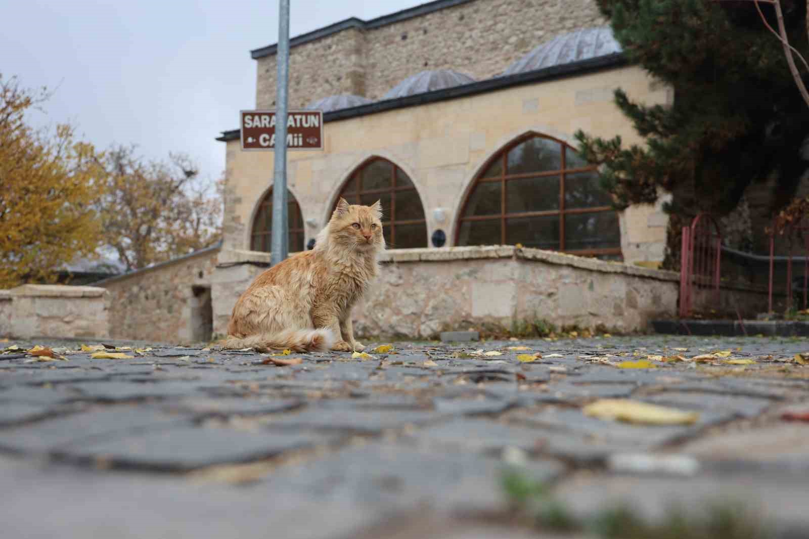 Medeniyetler beşiği Harput’ta ’kedili’ manzaralar