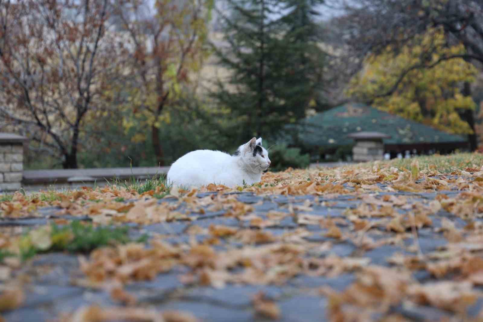 Medeniyetler beşiği Harput’ta ’kedili’ manzaralar