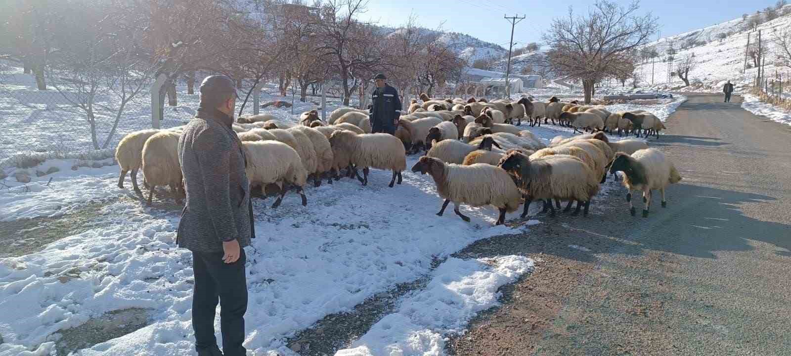 Küçükbaş hayvan yetiştiricilerin zorlu kış mesaisi