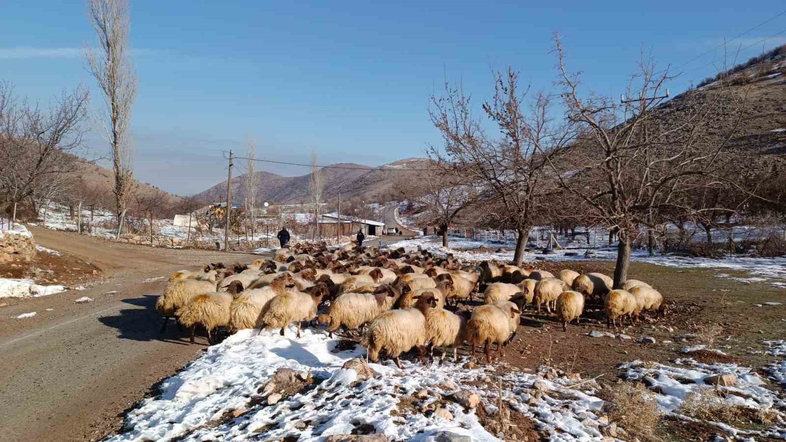 Küçükbaş hayvan yetiştiricilerin zorlu kış mesaisi