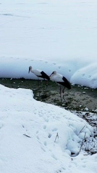 Özalp’te iki leylek dondurucu soğuğa direniyor