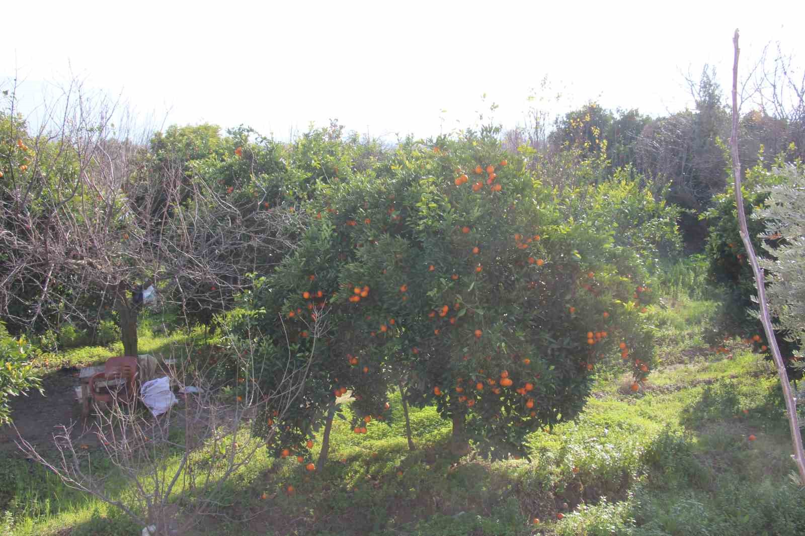 Narenciye dalında kaldı