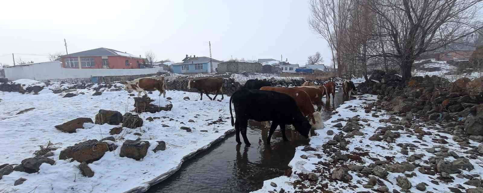 Akyaka’da çiftçiler donmuş derenin buzunu kırarak hayvanlarına su sağlıyor