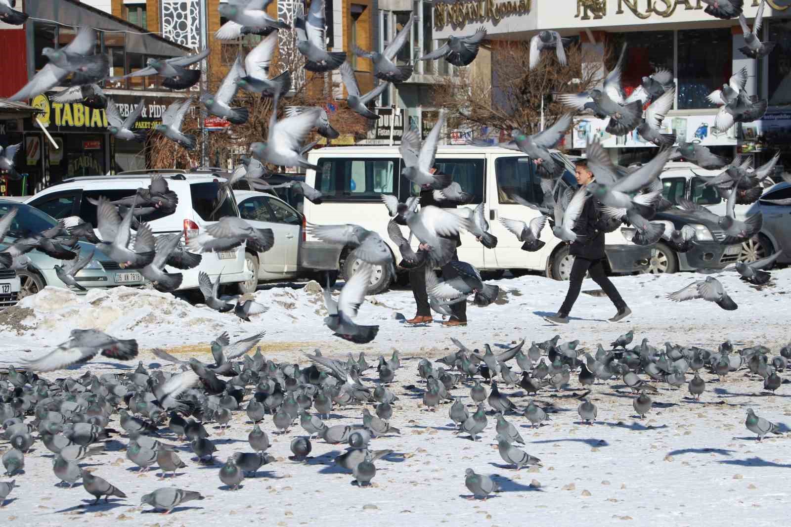 Van’da güvercinlerin yem mücadelesi büyüledi