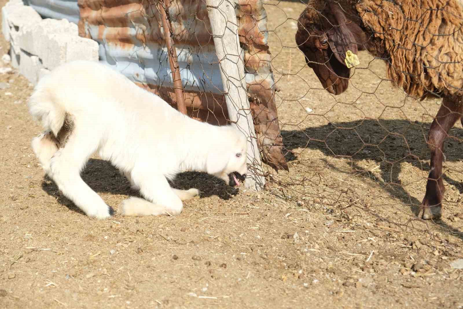 Annesinin reddettiği engelli kuzuya evde bebek gibi bakılıyor