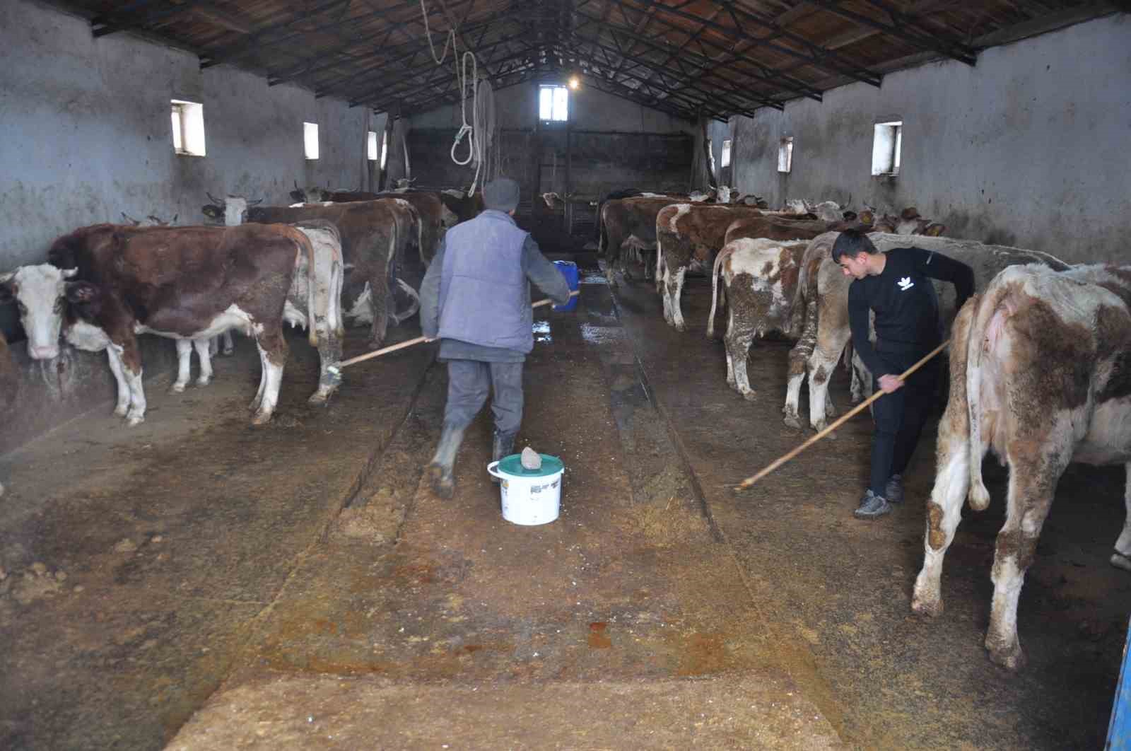 Kars’ta kadınlar sağlıklı sağım tekniklerini öğreniyor