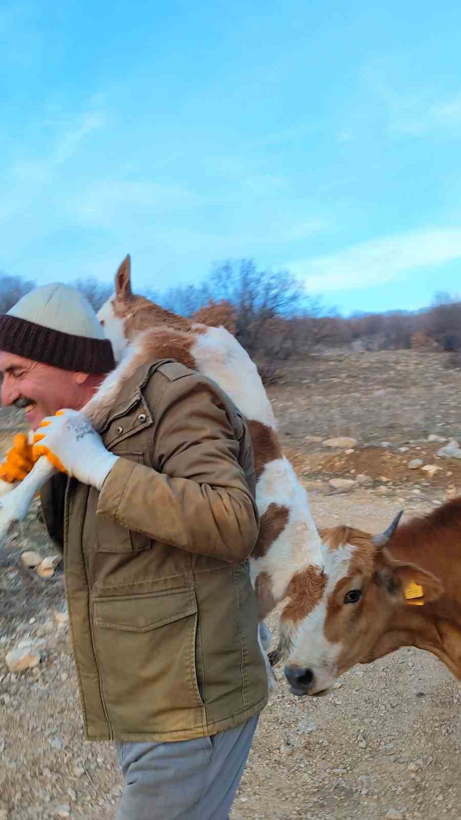 Dağda doğan buzağıyı 5 kilometre sırtta taşıyarak eve getirildiler