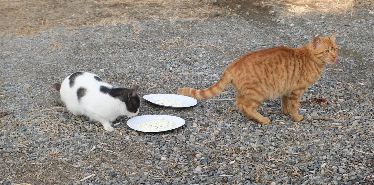 Kediyle orijinal ve sahte peynir testi