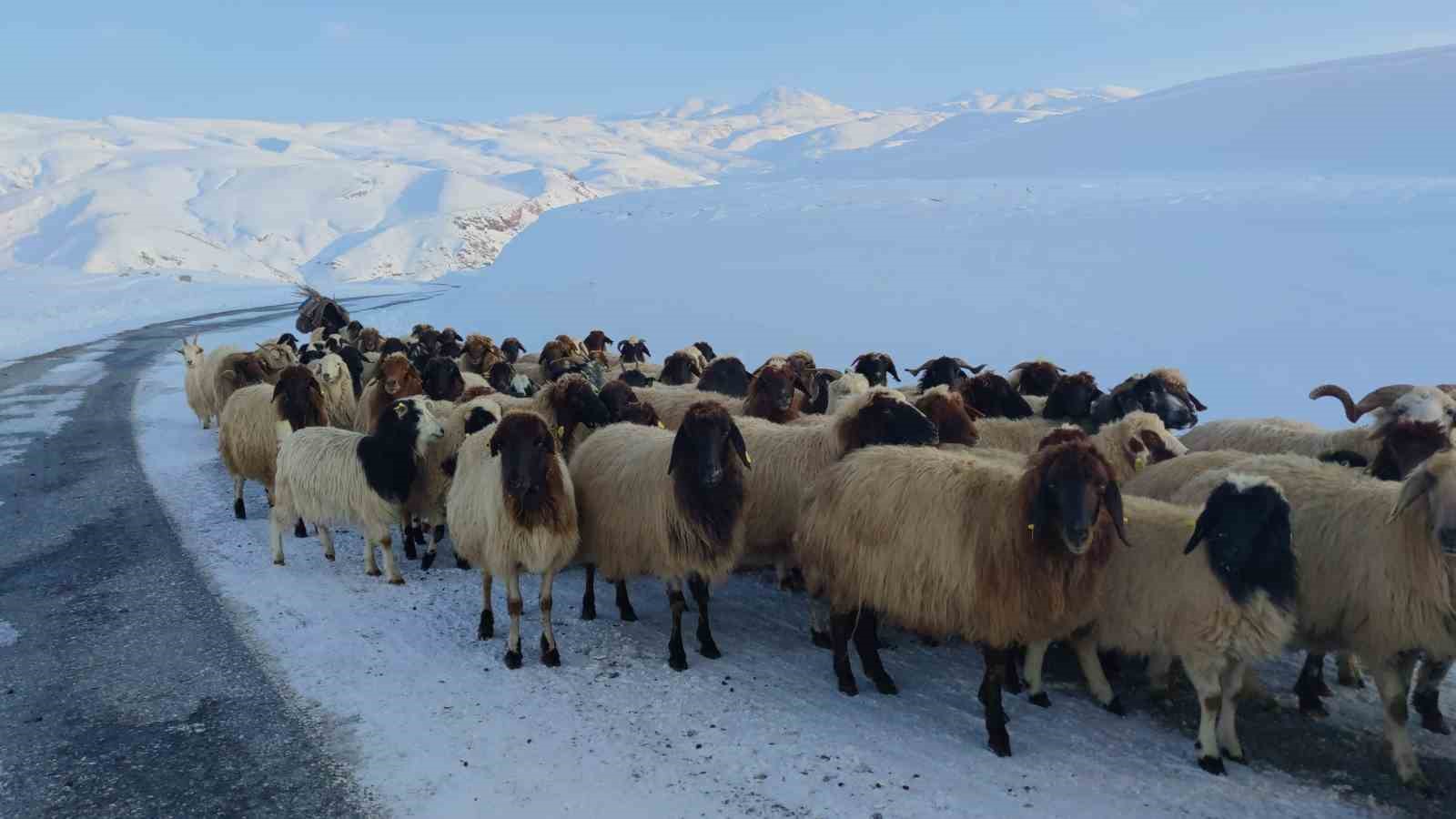 Van’da besicilerin kış mesaisi sürüyor