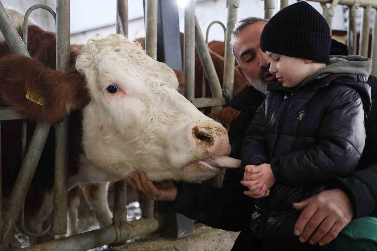 TKDK’dan aldığı destekle ülkesine dönüp çiftlik kurdu, 432 ton süt üretiyor