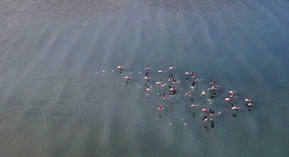 Van Gölü havzasını seven flamingolar kışın da gitmedi