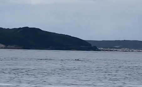 Çanakkale Boğazı’nda yunuslardan görsel şölen