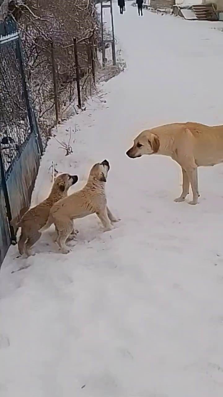 Boylarından büyük işe kalkıştılar: Yavru köpekler, köpek sürüsüne kafa tuttu