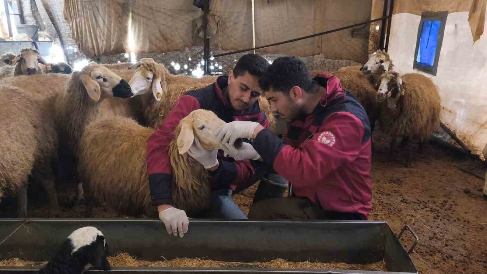 Çemişgezek’te veteriner hekimlerin şapla mücadelesi sürüyor