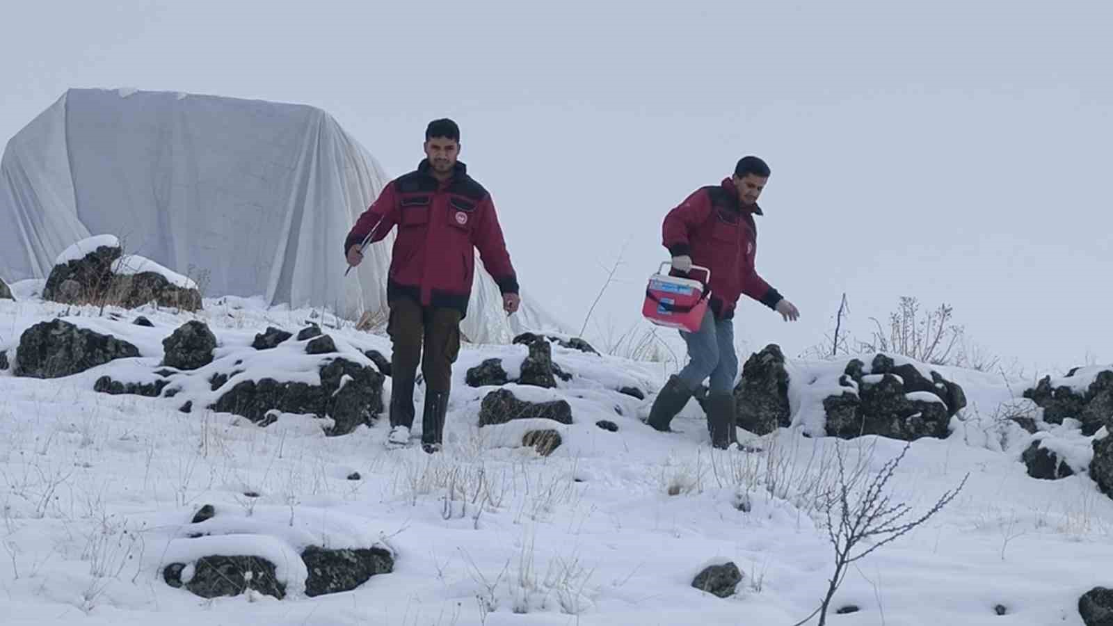 Çemişgezek’te veteriner hekimlerin şapla mücadelesi sürüyor