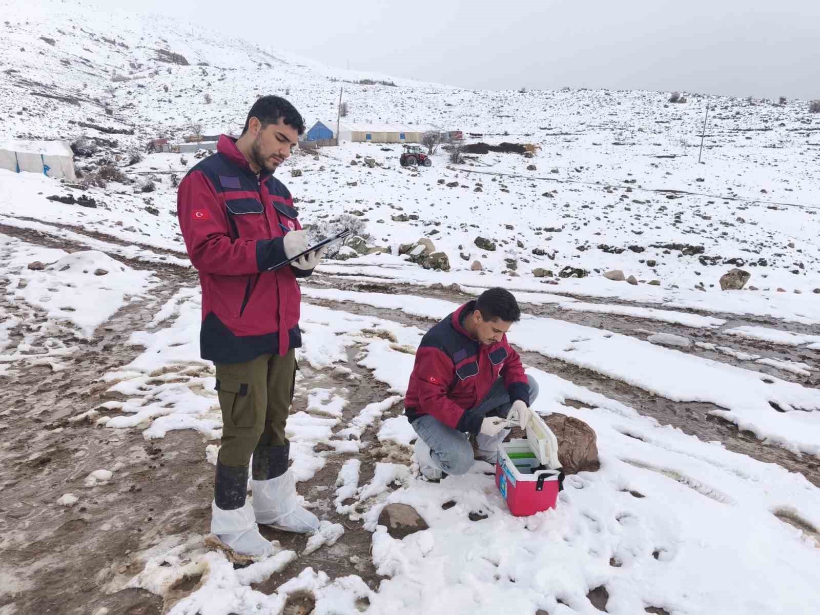 Çemişgezek’te veteriner hekimlerin şapla mücadelesi sürüyor