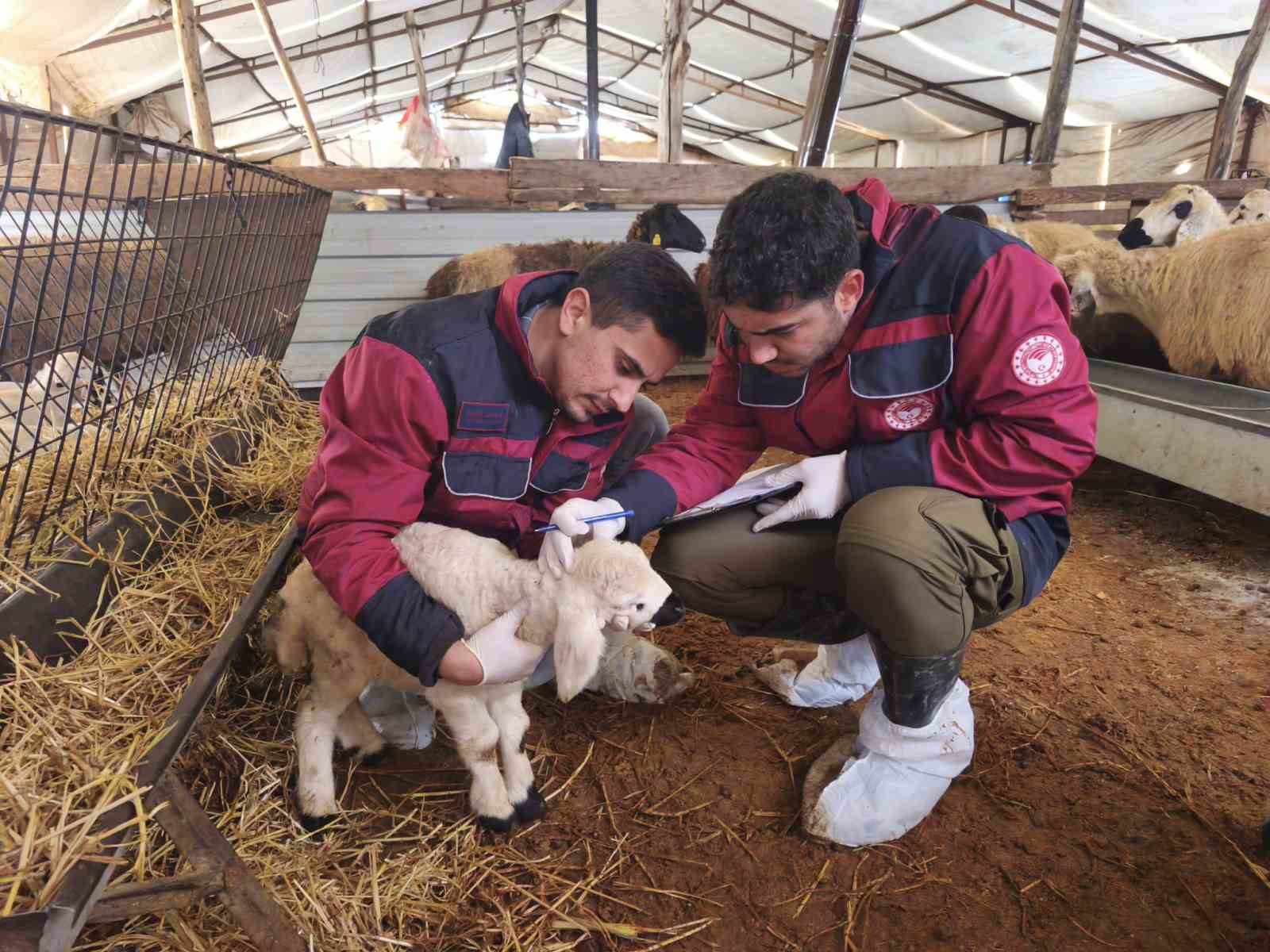 Çemişgezek’te veteriner hekimlerin şapla mücadelesi sürüyor