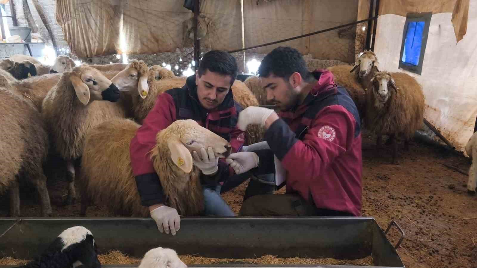 Çemişgezek’te veteriner hekimlerin şapla mücadelesi sürüyor