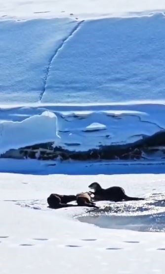 Su samuru ailesi Kura nehrinde görüntülendi